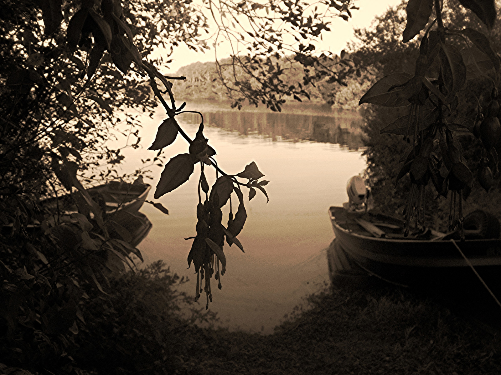 slunečnímu záření, stromy, krajina, podzim, listy, černobílý, temný, voda, Příroda, odraz, nebe, stín, fotografování, silueta, větev, vrak, večer, zrcadlo, mokrý, smutný, západ, strom, list, rostlina, divoký, odrazy, odpočinout si, lodě, tma, mléko, baum, natura, acqua, Barche, autunno, eau, nudný, Galway, foglie, Černý a bílý, monochromatické fotografování, Irlande, Ovest, zee, irland, majonéza, rami, SPECCHIO, sladká voda, irlandia, slezina, Liquido, Acquadolce, Nový, Západní květiny, Zabiju čas, Siddhartaeilbarcaiolo, Liquidirlanda, stock photography, visual arts