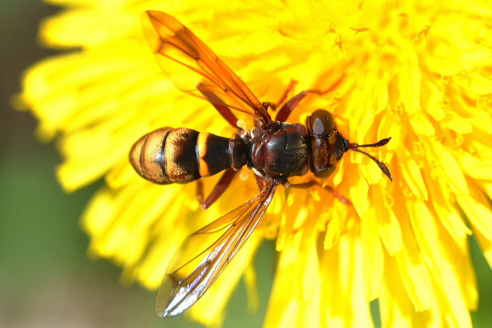 Fond d'écran : stekel, Maskros, Gul, Blomma, Flugor, la nature, Natur ...