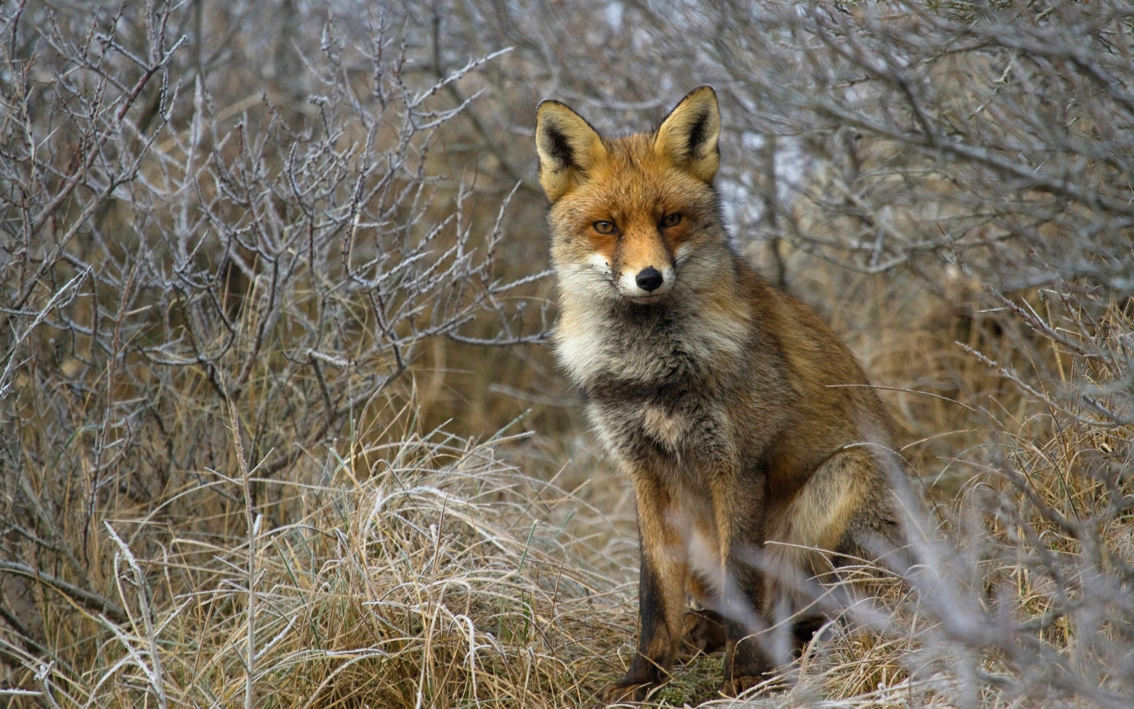 foresta, erba, natura, Volpe, coyote, gray Fox, fauna, mammifero, sedersi, vertebrato, cane come mammifero, Volpe rossa, kit di volpe, dhole, lupo Rosso, sciacallo