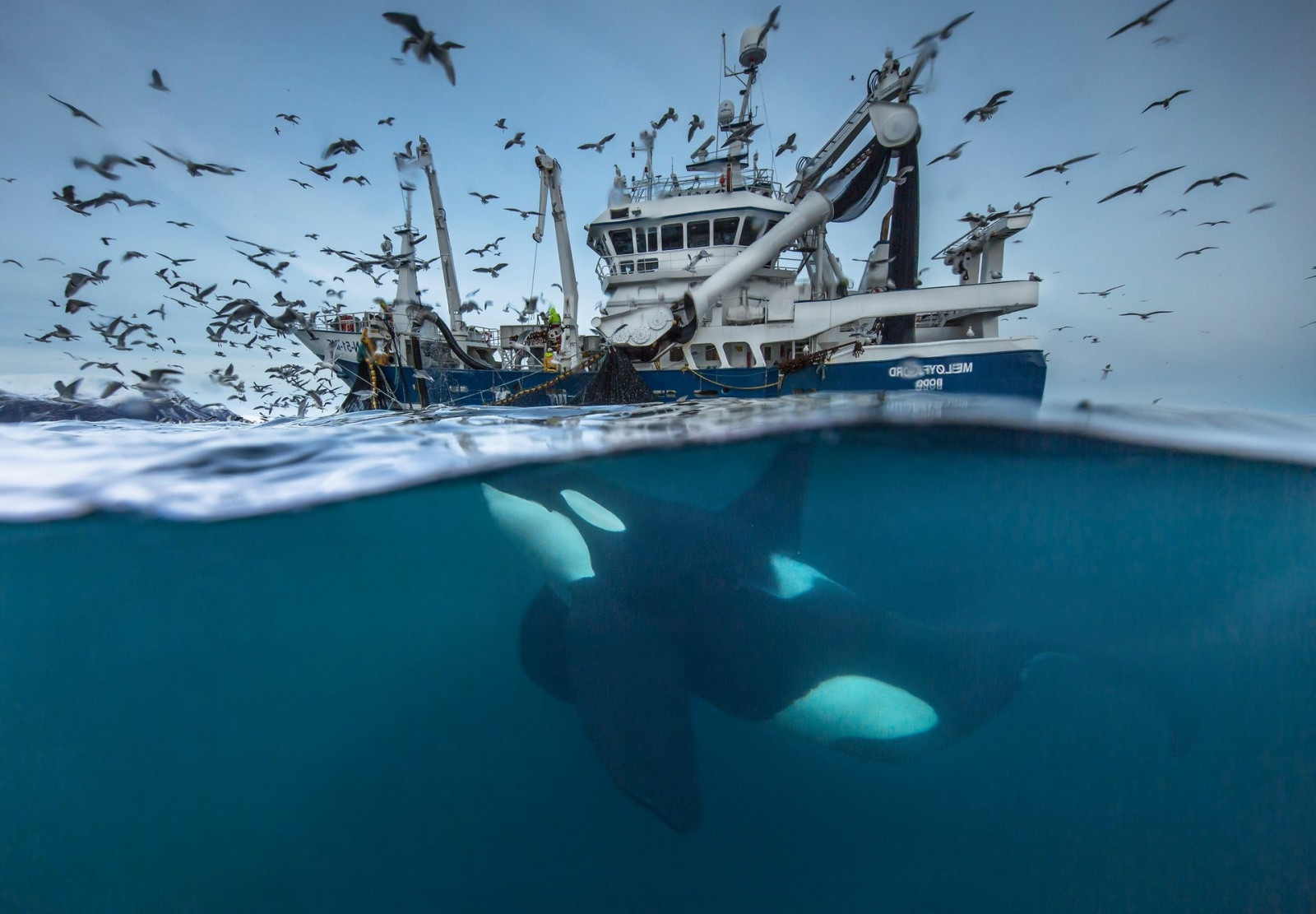 krajina, loď, ptactvo, zvěř, moře, voda, Příroda, Pod vodou, velryba, Arktický, norský, národní geografie, rok 2016, rybolov, soutěže, oceán, mořští savci, 1920x1334 px