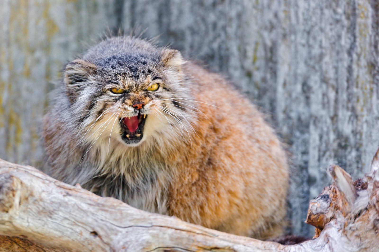 manul, větev, sedět, agrese, zuby