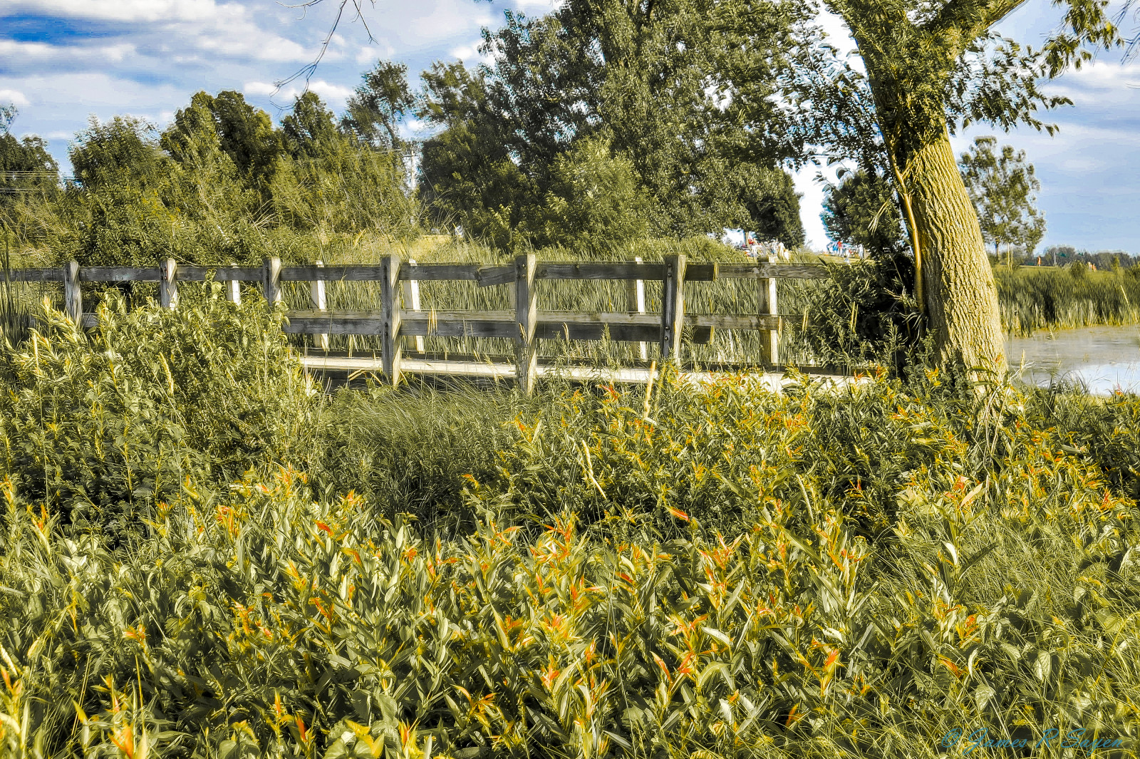 krajina, zahrada, tráva, pole, Dům, Michigan, Shelby, strom, květ, rostlina, zátoka, louka, plantáž, divoká rostlina, prérie, keř, outdoor struktura, tráva rodina, pozemek pozemek, stoney, most pro pěší, okres, Metropark