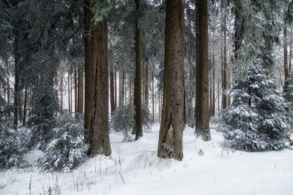 landscape, forest, wood, white, snow, winter