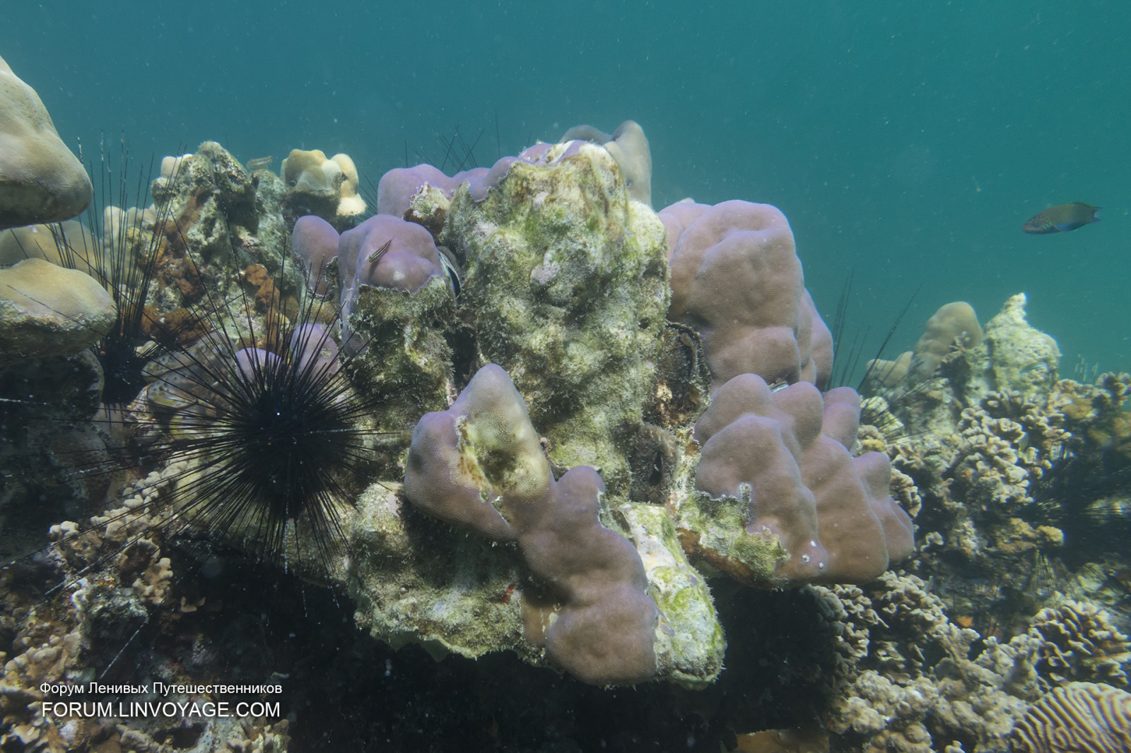 moře, voda, maska, Ryba, Pod vodou, korál, ostrov, bikiny, Malajsie, korálový útes, jachta, Thajsko, akvárium, obří, ploutev, potápění, biologie, Langkawi, venkovní, dívka, oceán, skořápka, řetěz, hvězda, humr, krab, phuket, andaman, phuketian, volné potápění, phuketphotographernet, forumlinvoyagecom, httpforumlinvoyagecom, fugu, průhledný, útes, Omar, ploutve, mooray, místo výskytu, přírodní prostředí, bezobratlý, mořská biologie, mořští bezobratlí, organismus, korálový útes fish, kamenitá korál