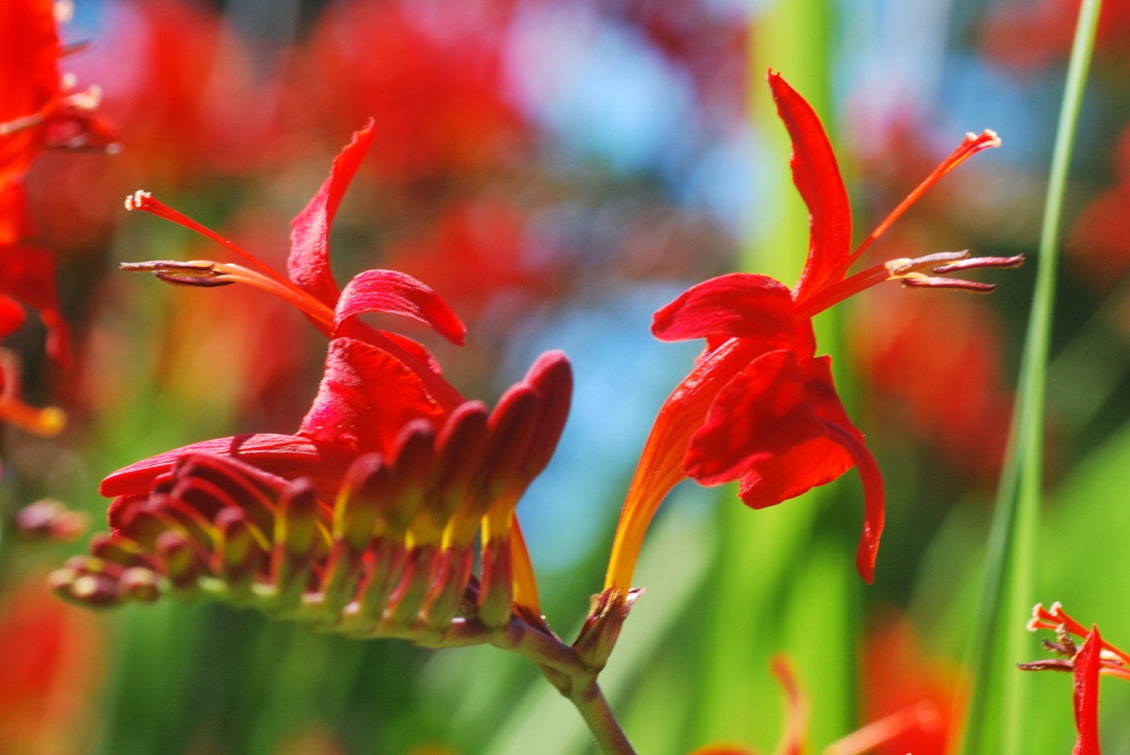 Wallpaper red, summer, orange, flower, nature, Vancouver, Nikon