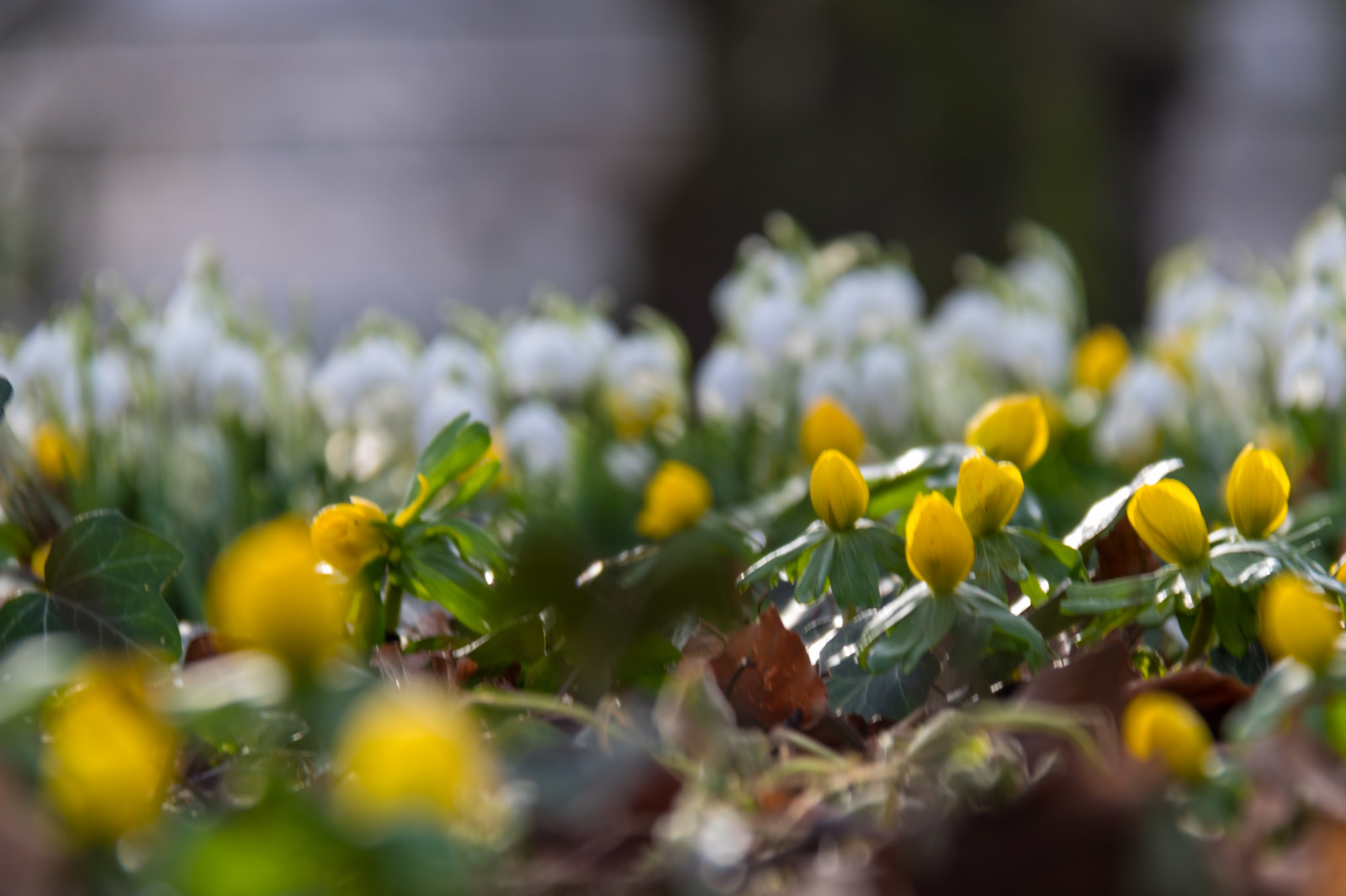slunečnímu záření, Příroda, větev, zelená, žlutý, květ, jaro, podzim, list, květ, rostlina, flóra, Blomma, v r, sn Klocka, springsnowflake, divoká rostlina, vyrobit, botanika, suchozemská rostlina, kvetoucí rostlina, zblízka, keř, makro fotografie