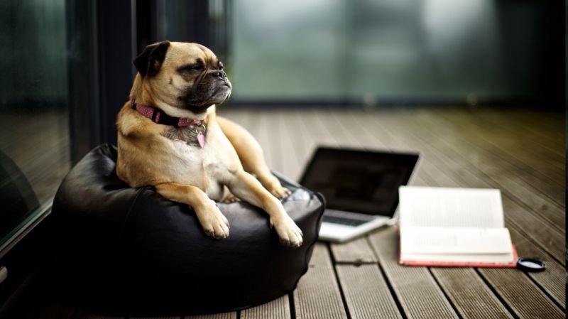 1366x768 px, zvěř, Pes