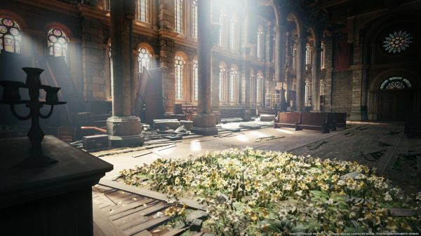 plant,light,sunlight,window,flower,line
