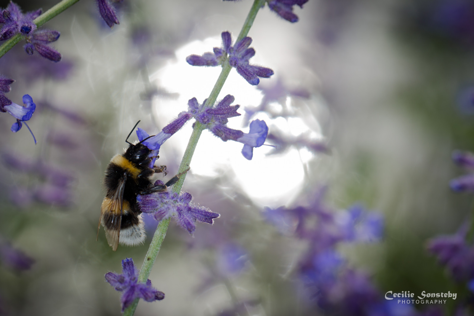 flori, vară, lumina soarelui, floare, macro, reflecţie, Oslo, a închide, Canon, Violet, bokeh, NGC, violet, iulie, Bondar, grădină botanică, botaniskhage, markiii, specanimal, canon5dmarkiii, ef100mmf28lmacroisusm