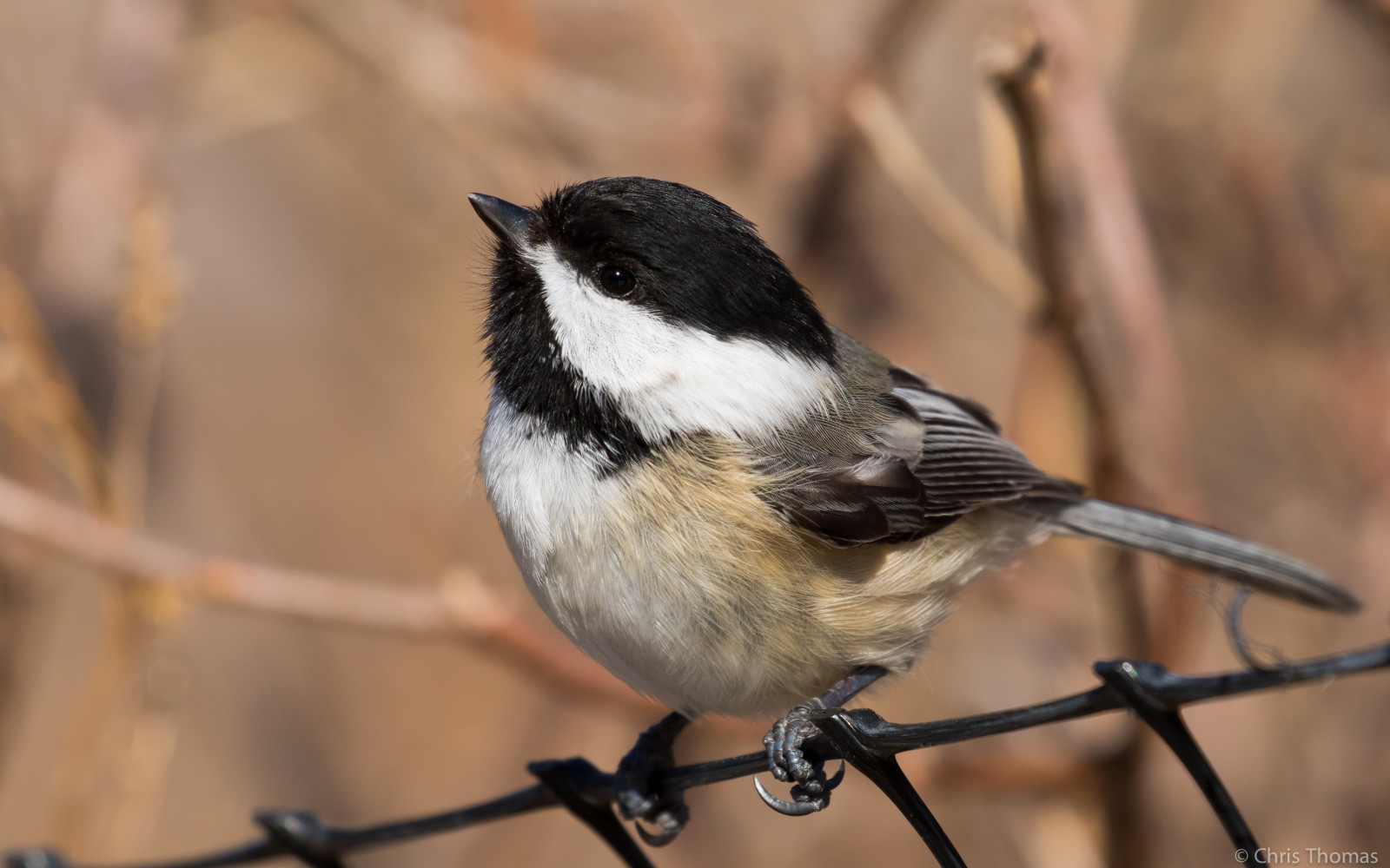 blackcappedchickadee, americký ptáček, pták, ptactvo, ornitologie, ptáčník, pozorování ptáků, influenza, ornitologie, Loantakapond, Loantaka, Loantakabrookreservation