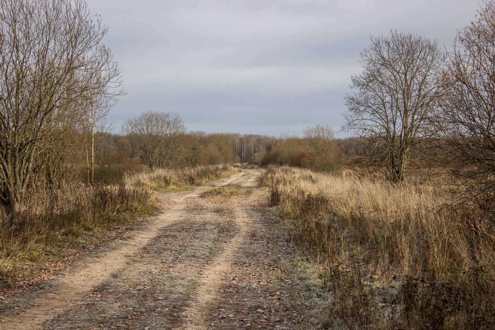 Fondos de pantalla : paisaje, bosque, colina, naturaleza, césped
