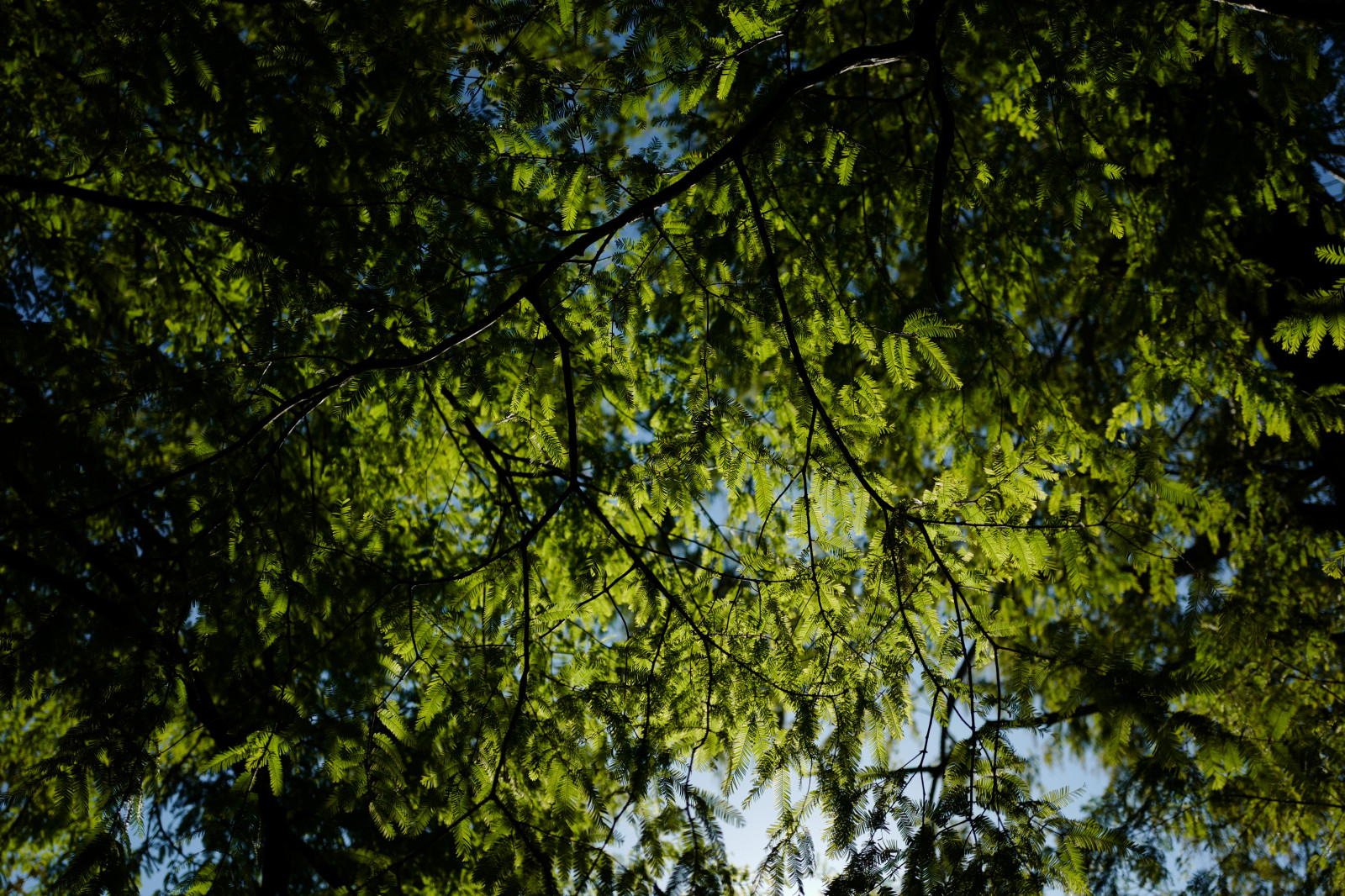 japan, solljus, skog, natur, reflexion, gren, grön, djungel, Leica, Tokyo, regnskog, Jp, ljus, träd, höst, blad, blomma, växt, säsong, vegetation, shinjuku, Shinjuku Gyoen, summilux, leicaq, summilux1728, q, 1728, skog, livsmiljö, naturlig miljö, botanik, mark växt, vedartad växt, lövfällande