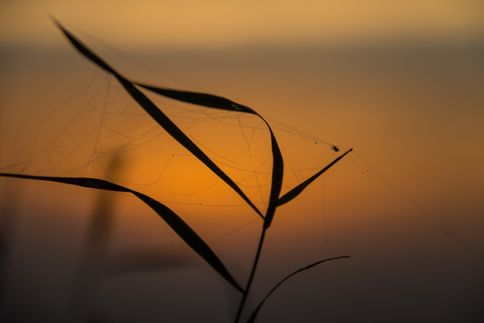 slunečnímu záření, západ slunce, Příroda, odraz, tráva, nebe, větev, svítání, hmyz, žlutý, večer, ráno, slunce, horizont, soumrak, pavouk, světlo, list, svítání, web, venkov, spindeln t, landsbygd, tvar, čára, gr s, s dersl tt, exif modelu canoneos760d, geocountry, Kamera aby kánon, geocity, Model fotoaparátu canoneos760d, geostate, geolocation, EXIF čočka efs18200mmf3556is, exif aby kánon, EXIF isospeed 100, EXIF otvor 71, exif focallength 155mm, grying, atmosférický jev, počítač tapeta, makro fotografie, tráva rodina, závod stonek