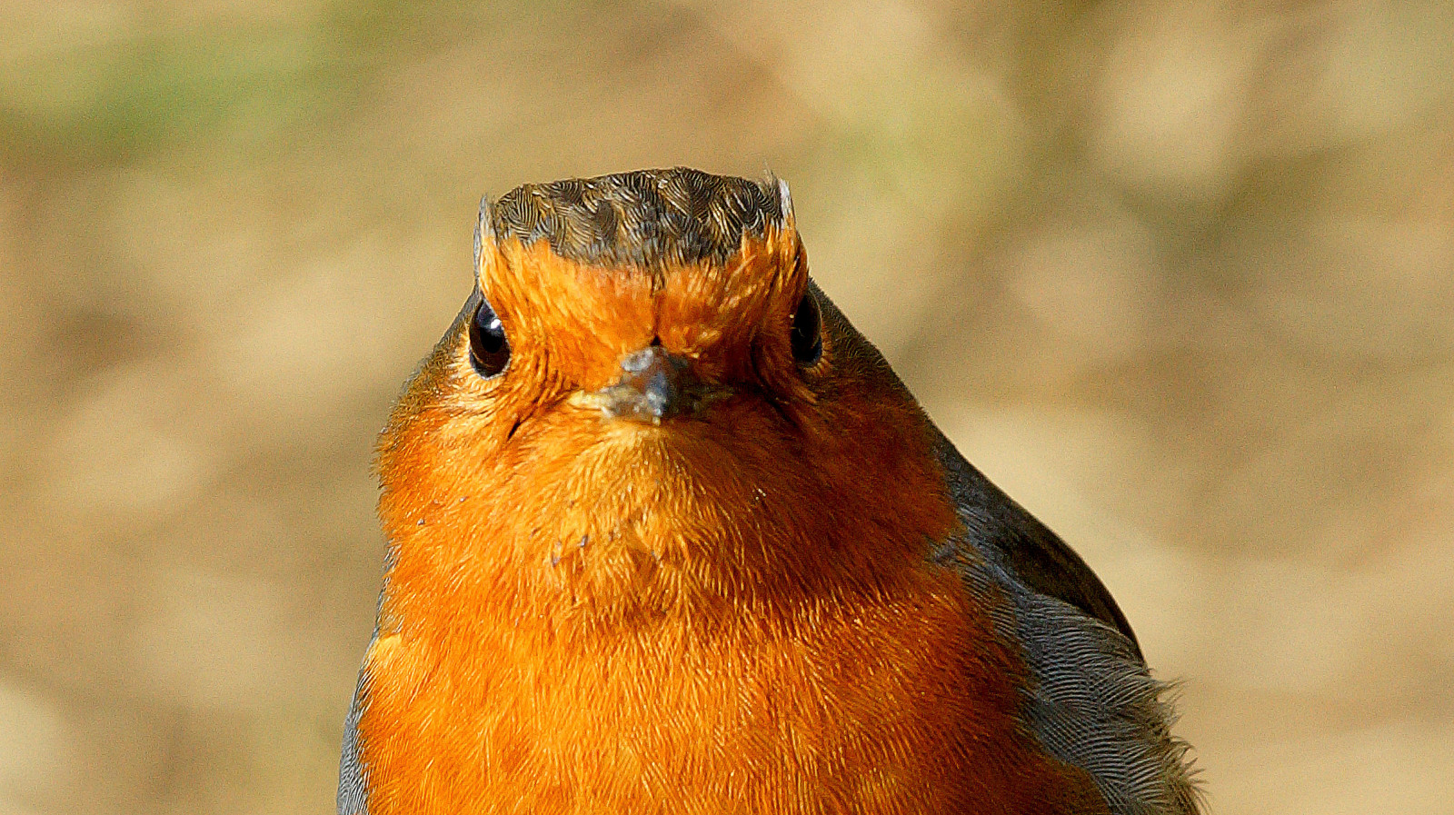 pták, zobák, fauna, zblízka, Volně žijících živočichů, Lejskovití, organismus, makro fotografie