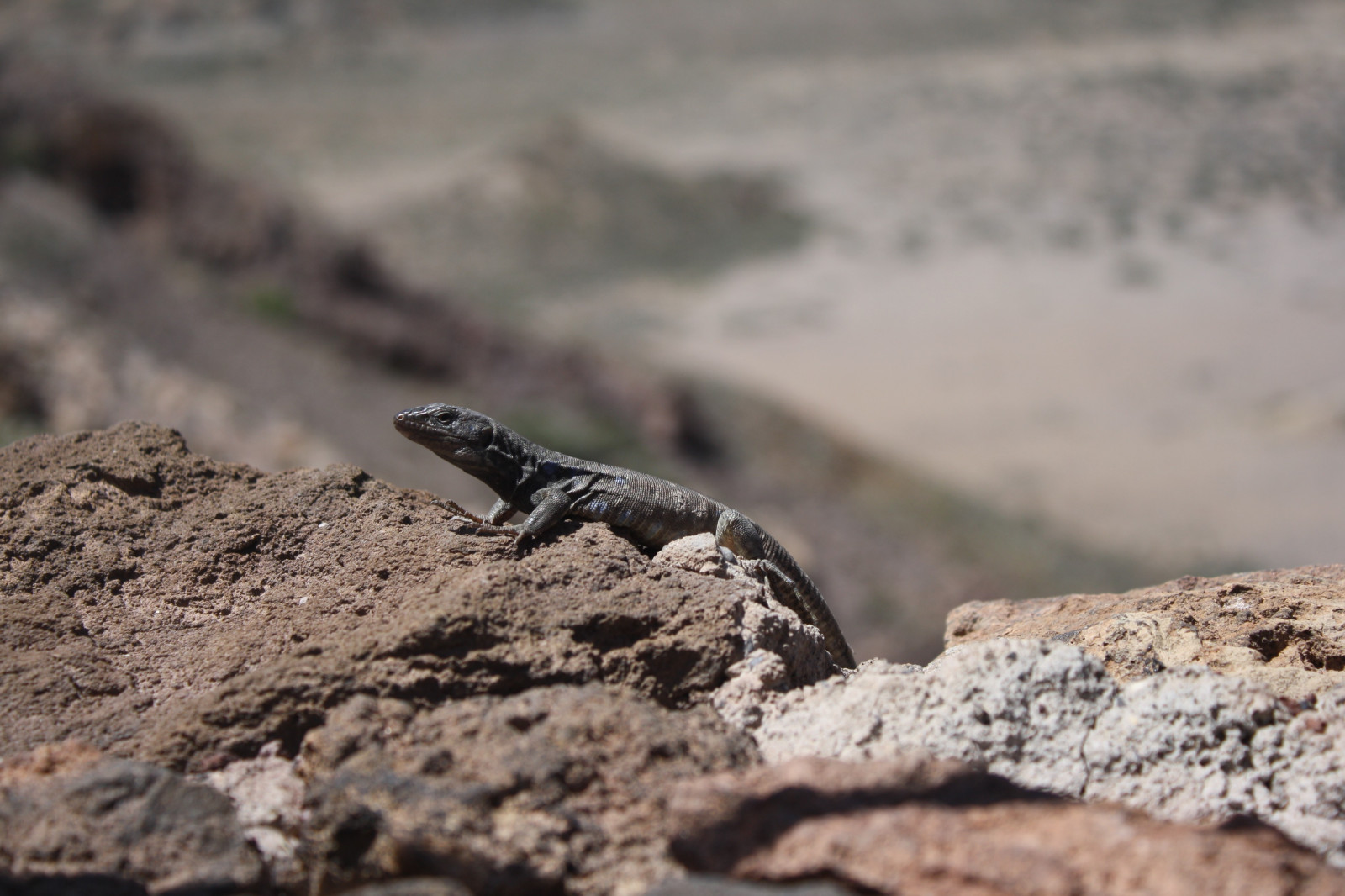 Photoshop, ještěři, fotografování, detailní, Volně žijících živočichů, Přirozené světlo, plazi, ještěrka, plaz, fauna, půda, obratlovců, zmenšen plazů, Lacertidae