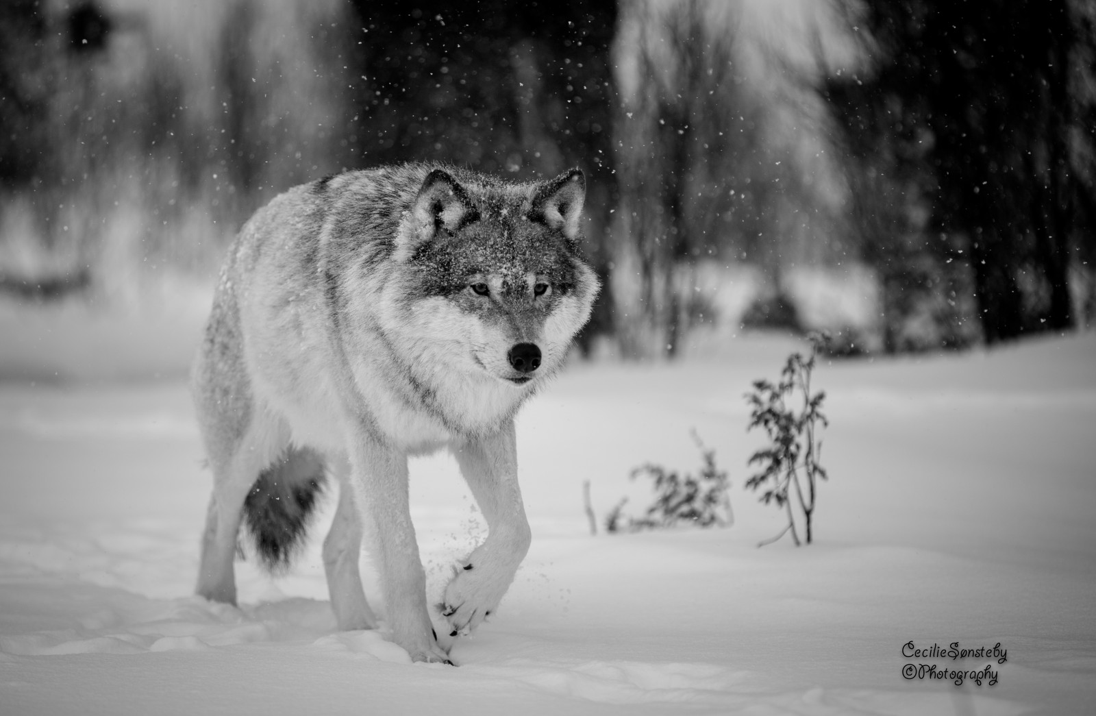 bianca, nero, monocromo, natura, cielo, la neve, inverno, fotografia, legna, ghiaccio, brina, natura, Canone, lupo, Congelamento, coyote, bianco e nero, albero, all'aperto, bw, boschi, bufera di neve, marzo, NGC, canon5dmarkiii, fauna, mammifero, npc, Langedrag, MarkIII, ef70200mmf28lisiiusm, bianco e nero, fotografia in bianco e nero, grugno, tempesta invernale, cane come mammifero, canis lupus tundrarum, lupi, Neve che cade, ef70200mmf28liiisusm, Scandinaviangraywolf, stock photography