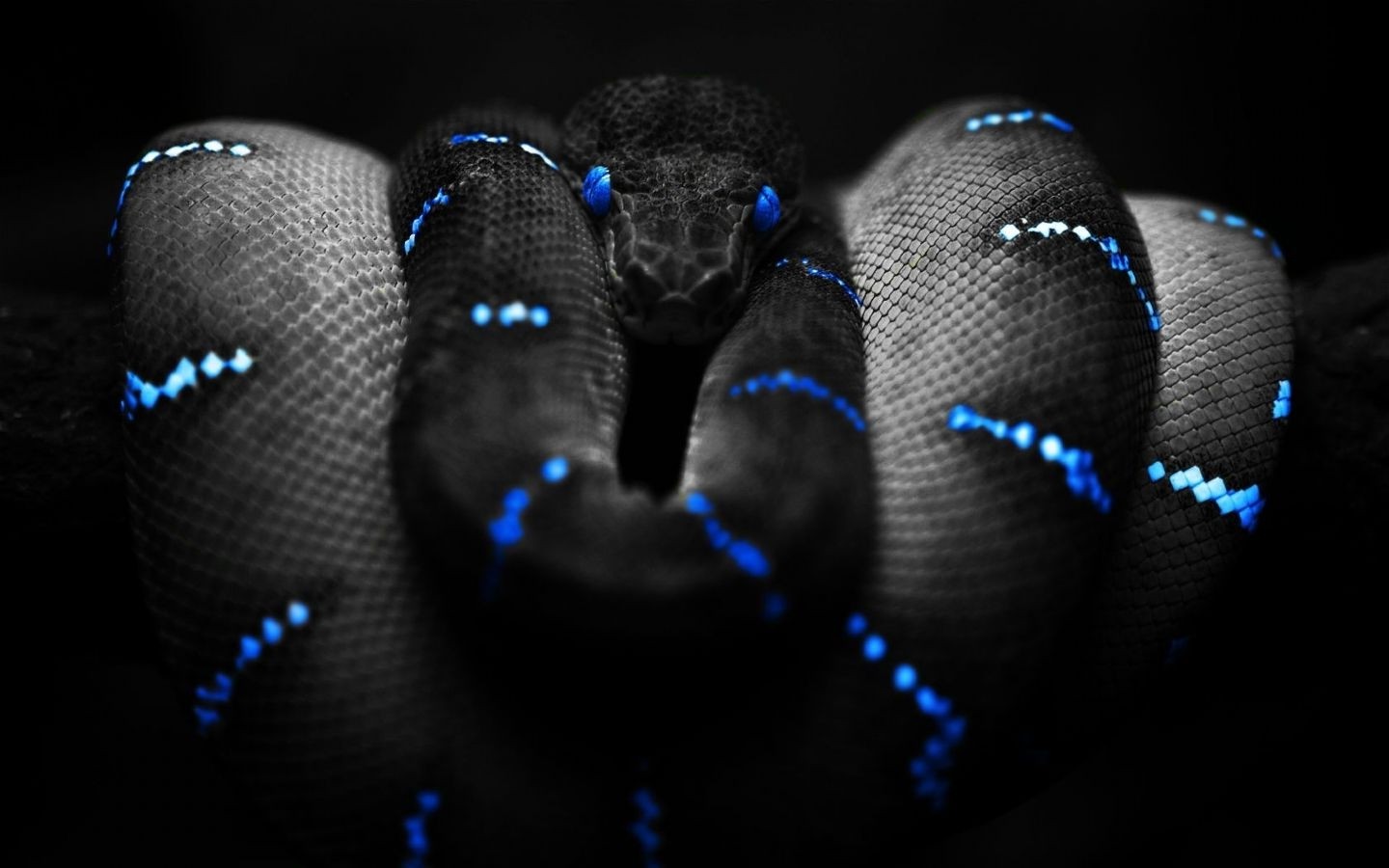 Papel de parede : 1440x900 px, Animais, jibóia, Coloração seletiva