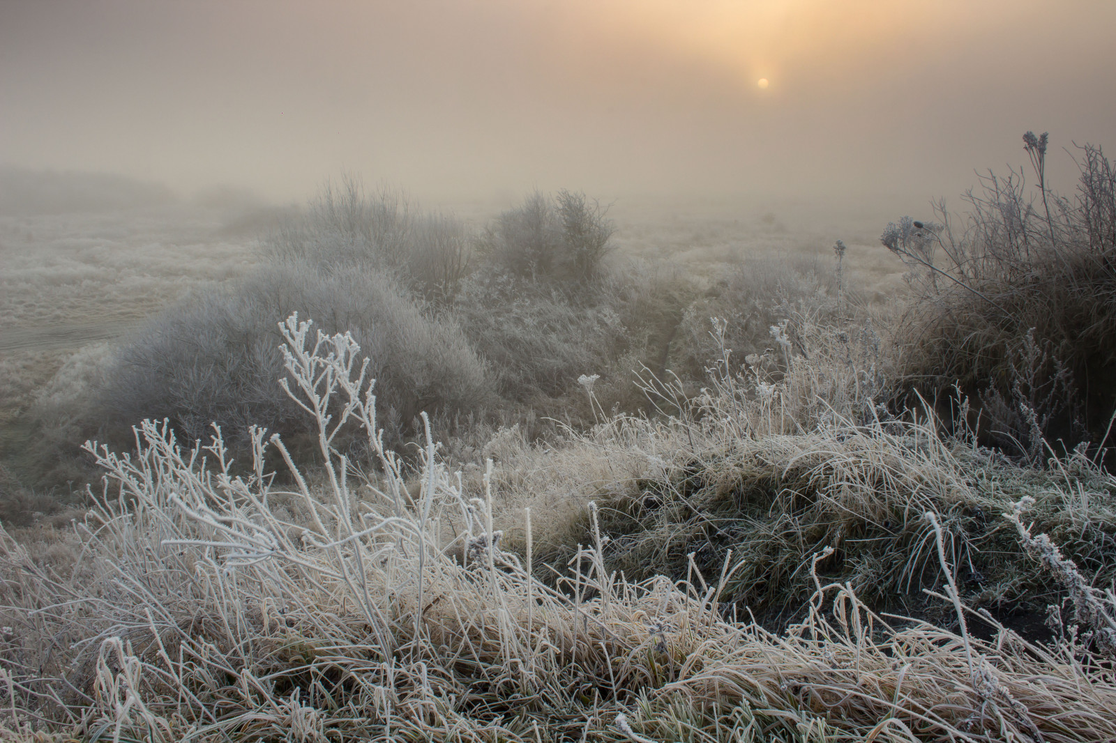 frost, vinter, Fryser, sne, morgen, afdeling, himmel, tåge, træ, tåge, atmosfære, sollys, græs, is, græs familie, økoregion, landskab, shrubland