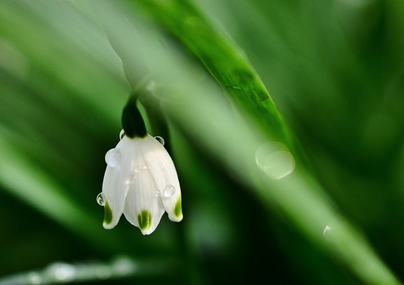 แสงแดด, ธรรมชาติ, หญ้า, ฝน, การถ่ายภาพ, แมลง