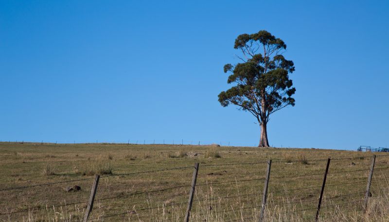 nebe, strom, dřevina, lučina, ekosystém, pole nebe, strom, dřevina, lučina, ekosystém, pole