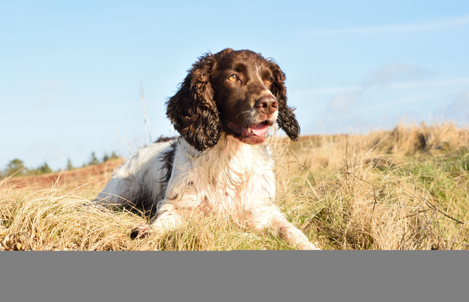 Wallpaper nature, grass, beach, outdoor, vertebrate, dog like mammal
