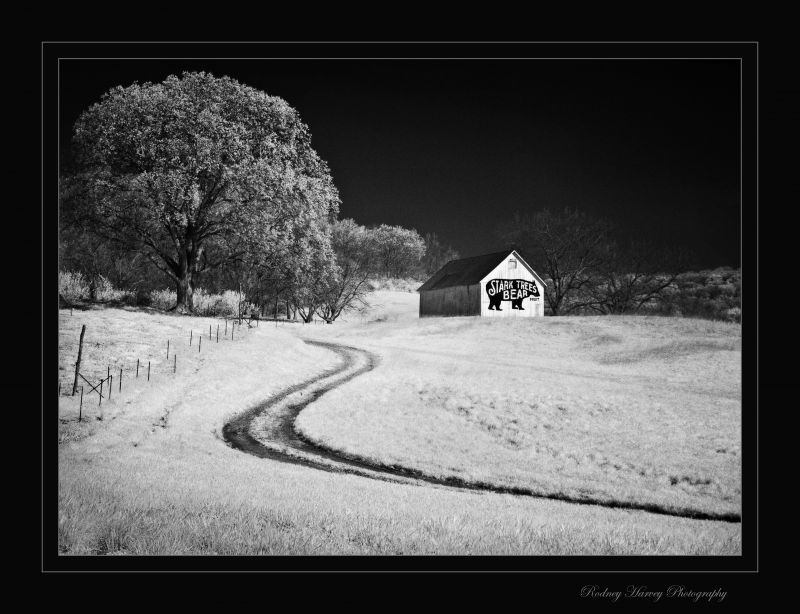 sníh,Černý a bílý,zima,Příroda,bílý,Černá