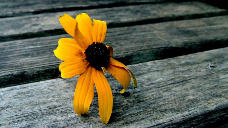 žlutý, makro fotografie, zblízka, květ, flóra, okvětní lístek