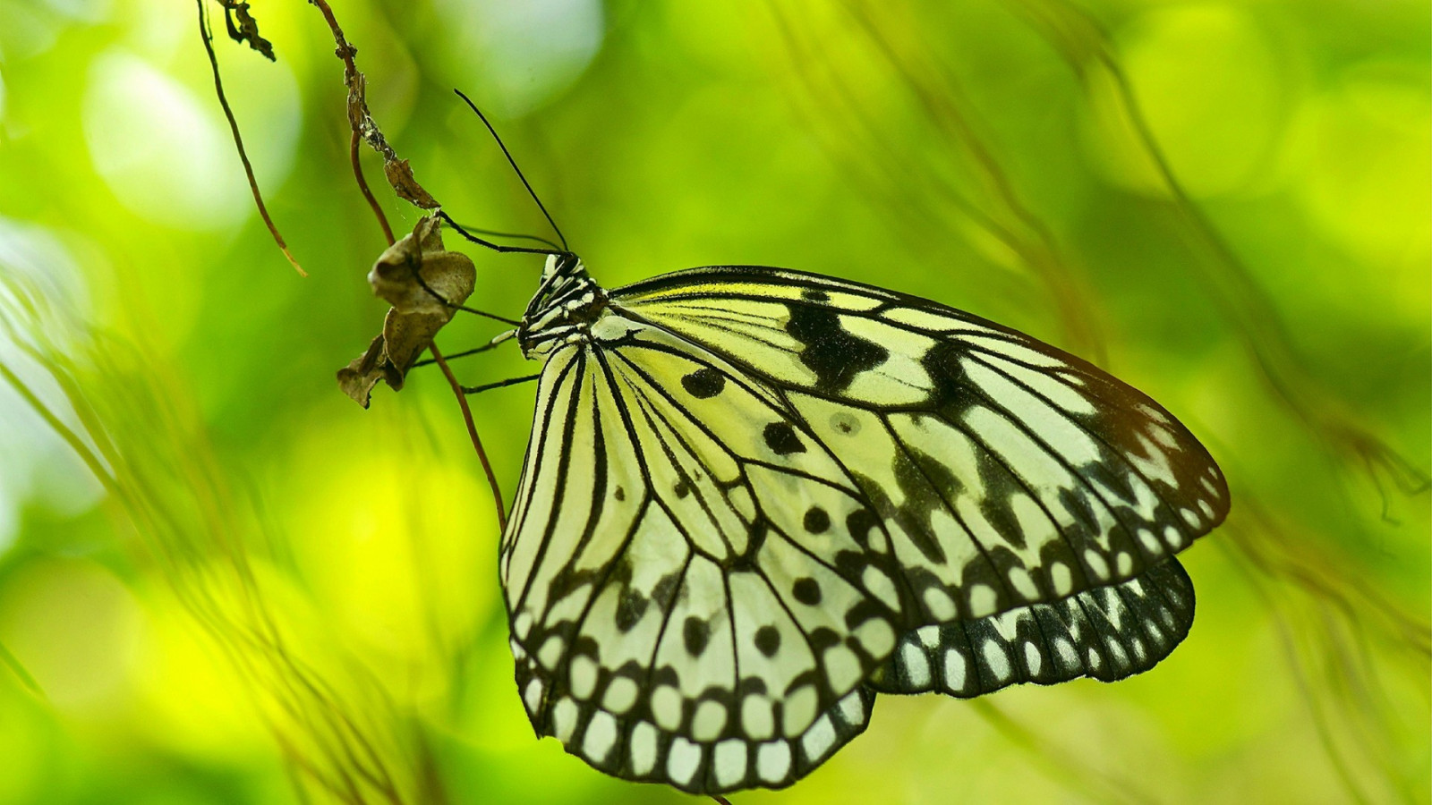 Příroda, fotografování, motýl, hmyz, zelená, žlutý, květ, křídlo, fauna, zblízka, makro fotografie, bezobratlý, členovců, organismus, opylovači, můry a motýli, lycaenid, motýl monarcha, Colias, štětec footed motýl
