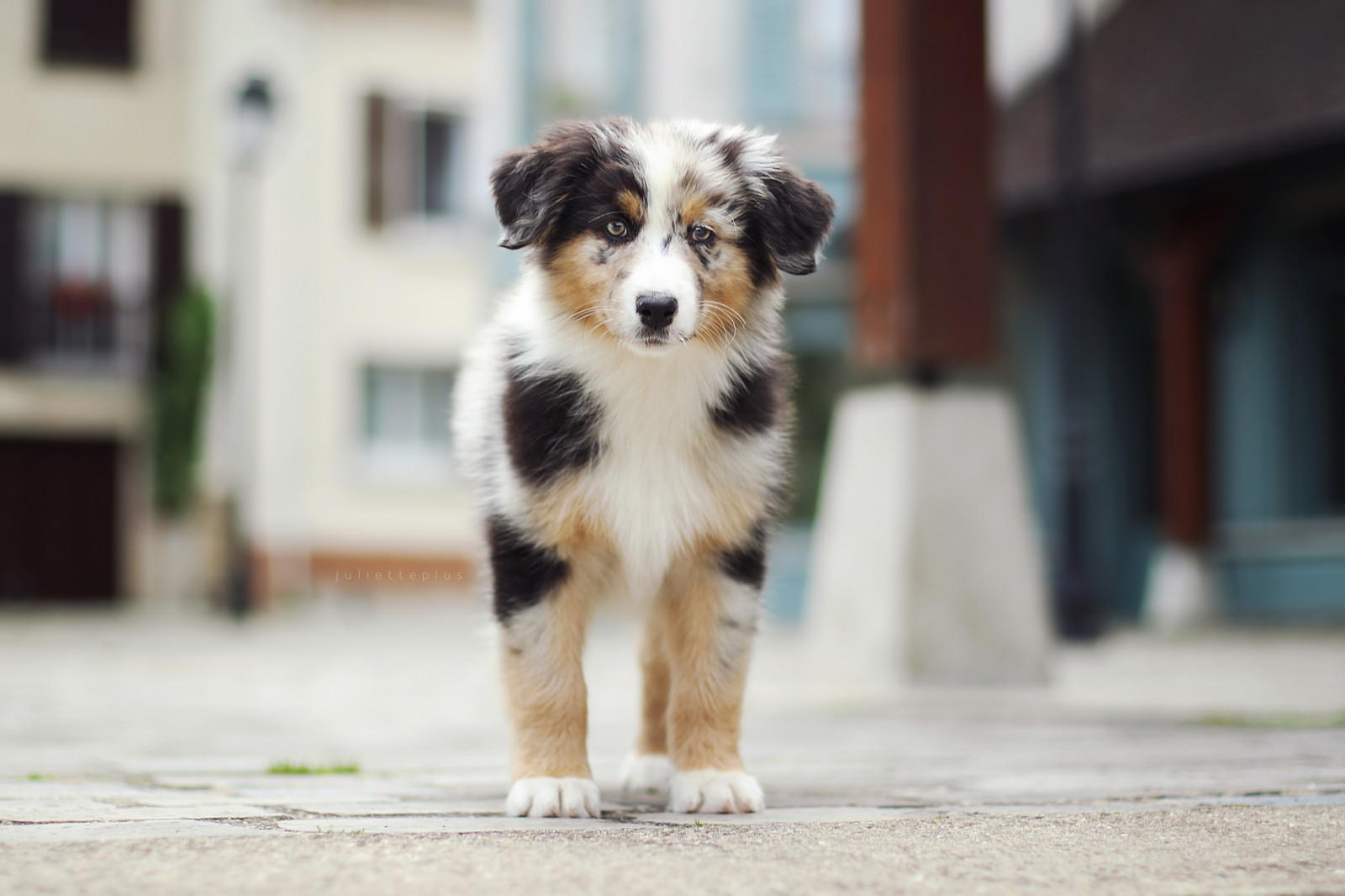 วอลเปเปอร์ : 2560x1707 px, สัตว์, หมา 2560x1707 - wallpaperUp - 1425521 ...