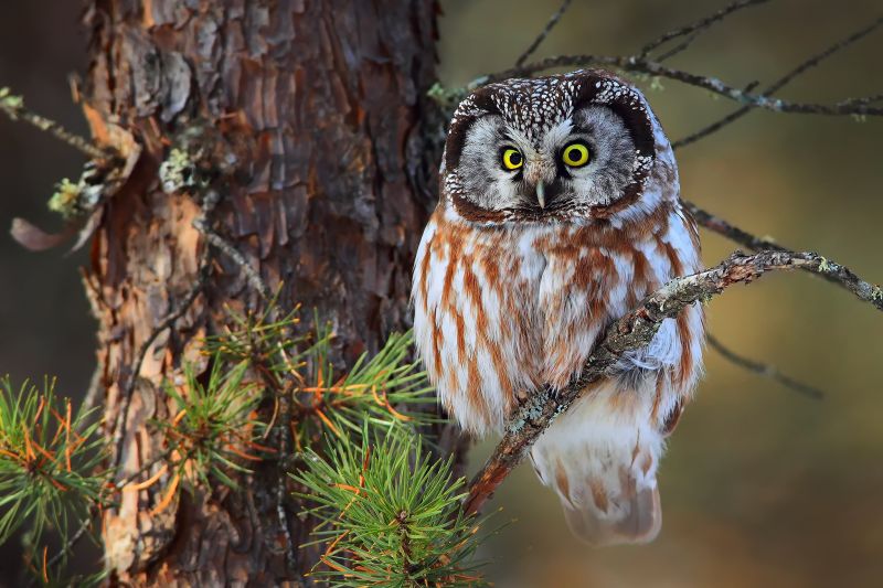 des arbres, des oiseaux, animaux, la nature, branche, les plantes des arbres, des oiseaux, animaux, la nature, branche, les plantes