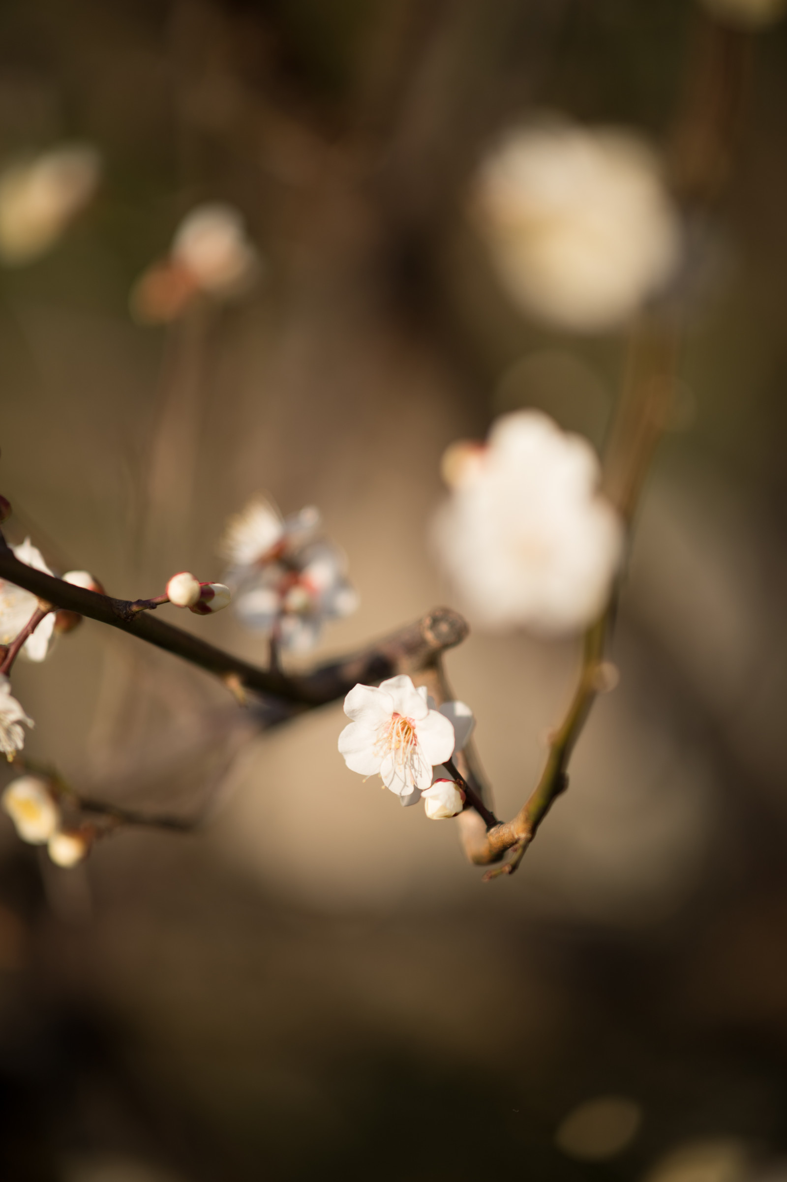 Japonsko, slunečnímu záření, Příroda, fotografování, větev, Třešňový květ, Nikon, květ, jaro, Tokio, jp, NIKKOR, podzim, list, květ, rostlina, sezóna, švestka, UME, flóra, okvětní lístek, afs105mmf14eed, afsnikkor105mmf14eed, df, Ikegami, japaneseapricot, ikegamiplumpark, větvička, botanika, zblízka, makro fotografie