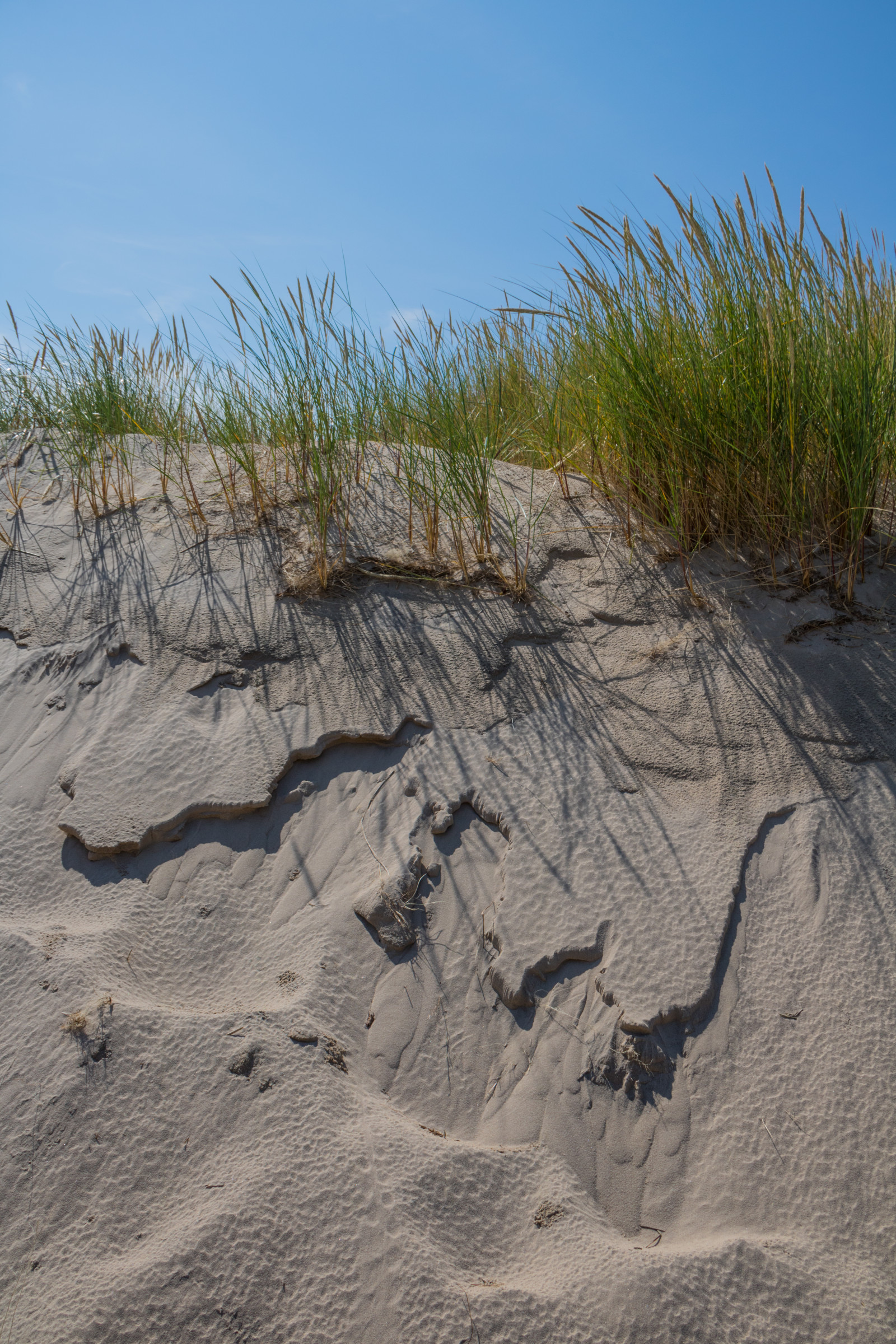 paesaggio, mare, roccia, sabbia, costa, duna, Danimarca, zone umide, Terreno, Danmark, Materiale, Skagen, bunkenklitplantage, r bjergmile, Jylland, sanddyn, migratingcoastaldune, suolo, geologia, habitat, ambiente naturale, landform, famiglia di erba, calanchi, landform Eolie