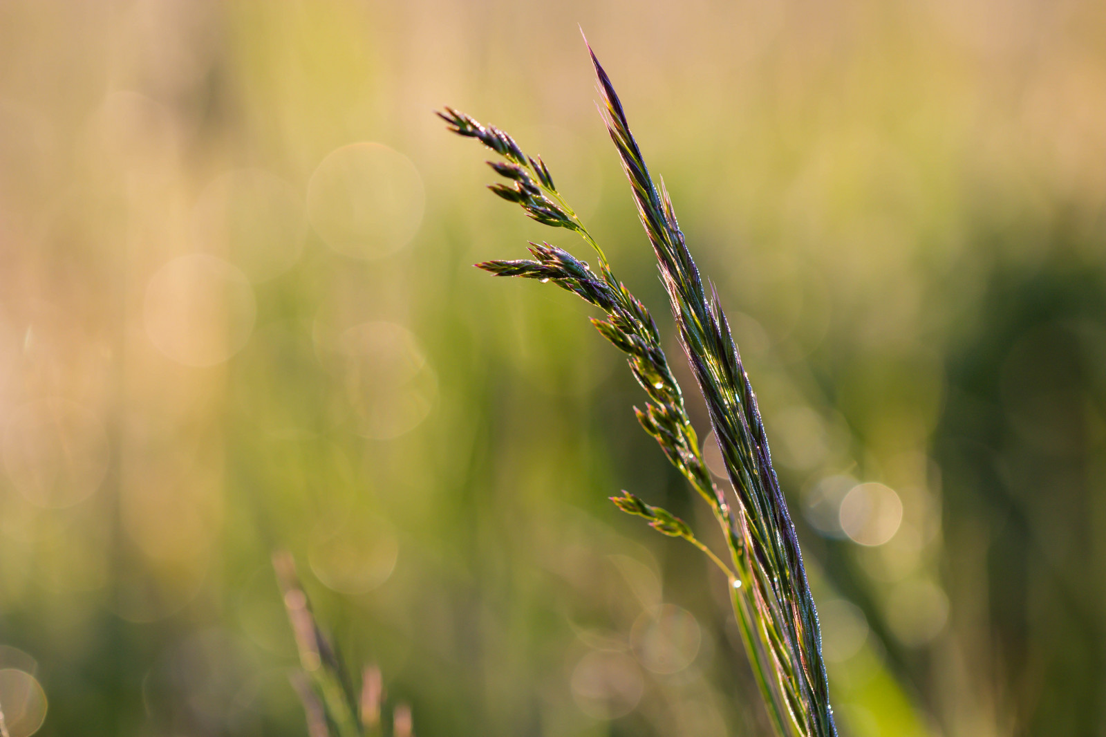slunečnímu záření, Příroda, tráva, pole, fotografování, svítání, hmyz, zelená, rosa, světlo, list, květ, svítání, rostlina, flóra, ljus, soluppg ng, gr s, gryning, Kamera aby kánon, geolocation, exif aby kánon, EXIF isospeed 100, exif focallength 100mm, EXIF ef100mmf28lmacroisusm čočka, EXIF otvor 32, Model fotoaparátu canoneos100d, exif modelu canoneos100d, louka, fauna, divoká rostlina, prérie, oříznutí, suchozemská rostlina, kvetoucí rostlina, zblízka, makro fotografie, tráva rodina, závod stonek, bezobratlý