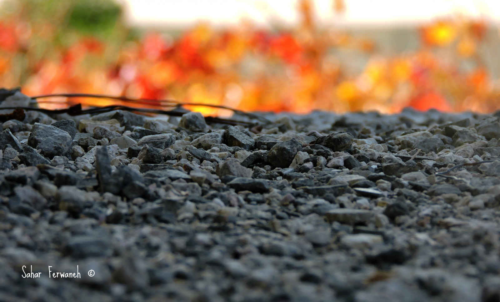 Skála, Příroda, kameny, konstrukce, Nikon, kámen, dřevěné uhlí, asfalt, podzim, pěkný, uhlí, ngc, natureza, absolutelyperrrfect, Nyní, půda, nikontop, Jordán, Ammán