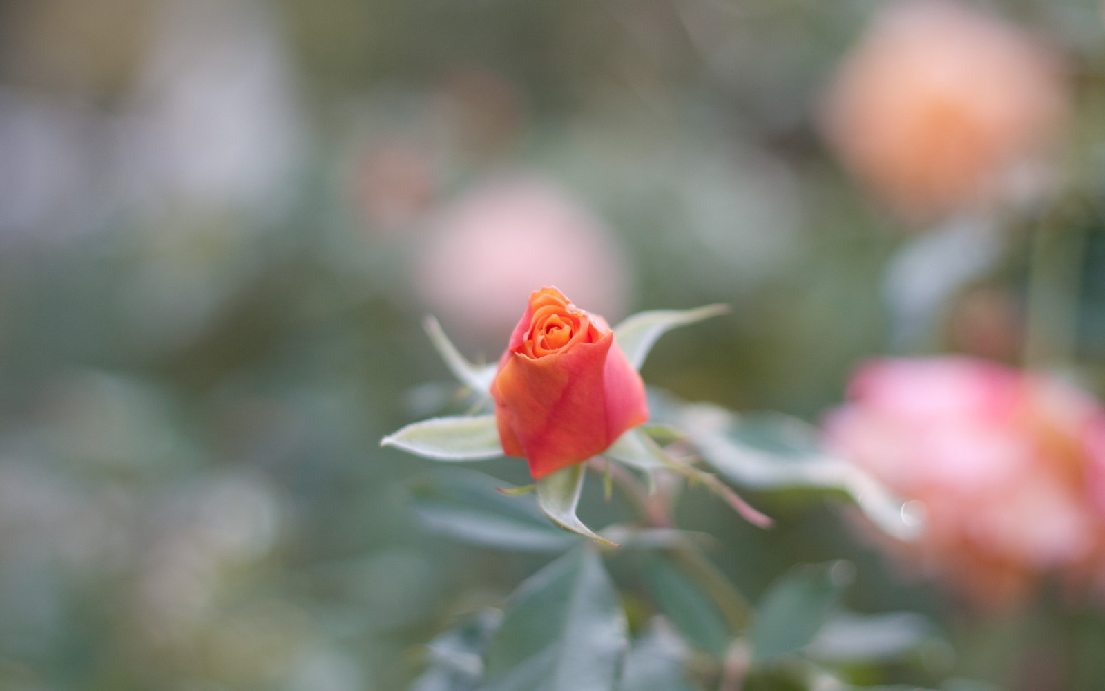 rose, petals, blurring