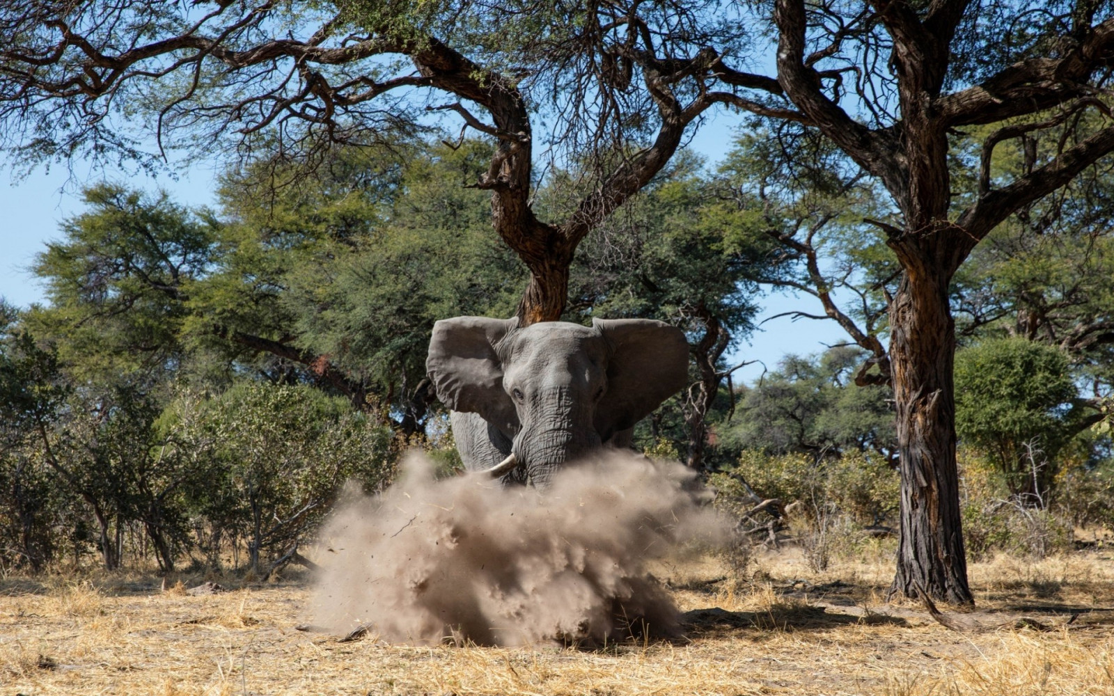 dyr, træ, blomst, plante, Safari, 1920x1200 px, landdistrikt, savanne, Elefanter