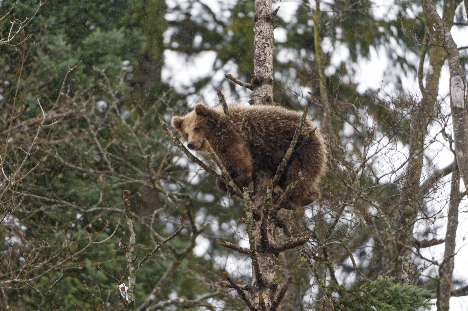 foresta, cielo, la neve, inverno, freddo, Marrone, natura, Svizzera, in piedi, Nikon, natura selvaggia, arrampicata, Orso grizzly, riserva naturale, orso bruno, albero, alto, rami, giovane, orso, maschio, fauna, mammifero, d4, bosco, vallorbe, bioma, vecchia foresta di crescita, osservando, cucciolo, orso bruno, europeanbear, Juraparc