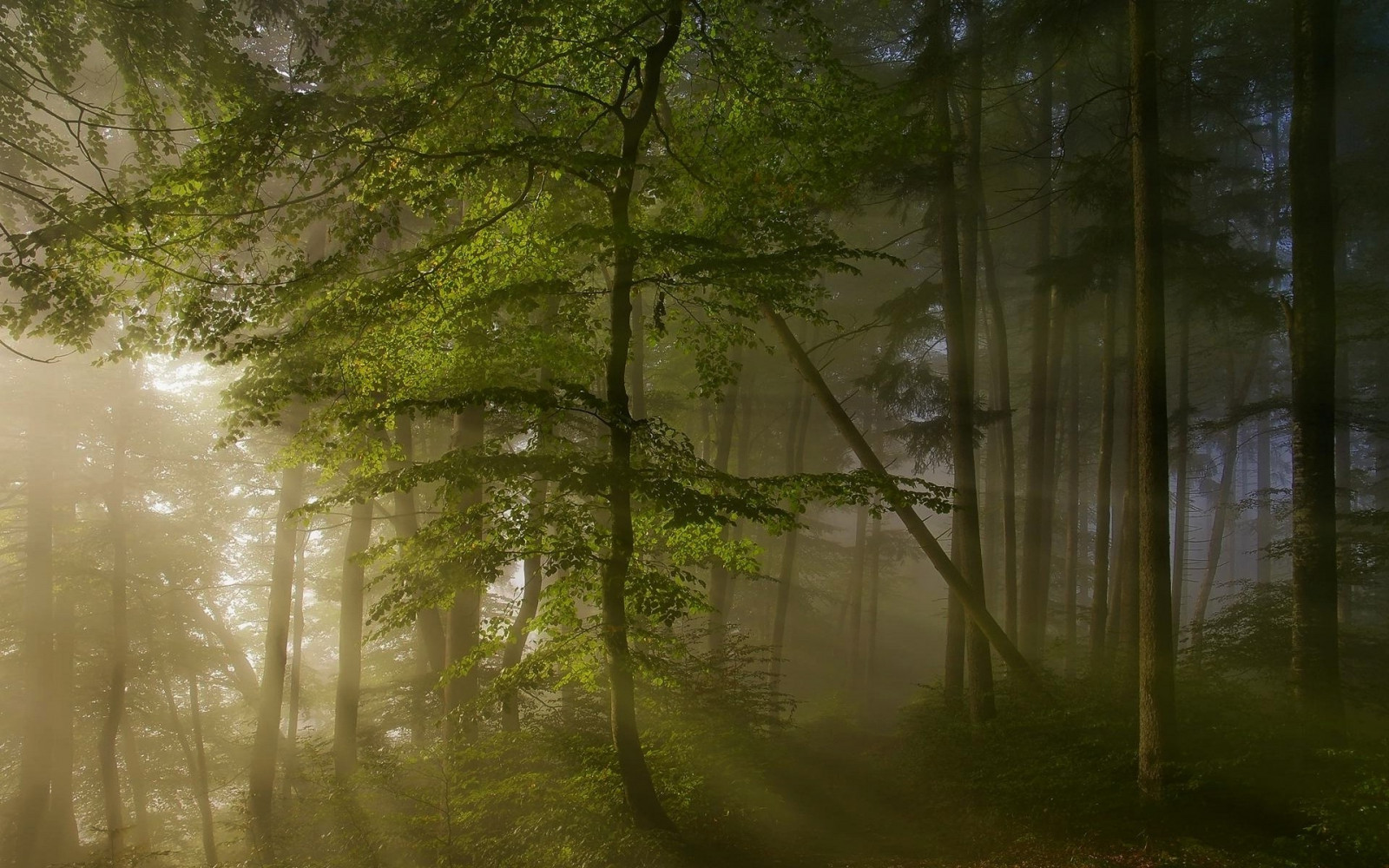 auringonvalo, Puut, maisema, metsä, luonto, heijastus, haara, auringonnousu, vihreä, aamu, sumu, auringonsäteet, viidakko, polku, kevät, suo, sademetsä, kosteikko, valo, puu, syksy, sumu, puun lehti, sää, kasvi, kausi, 1920x1200 px, metsä, elinympäristö, luonnollinen ympäristö, ilmakehän ilmiö, woody kasvi, ekosysteemi, vanhassa metsässä, putoava