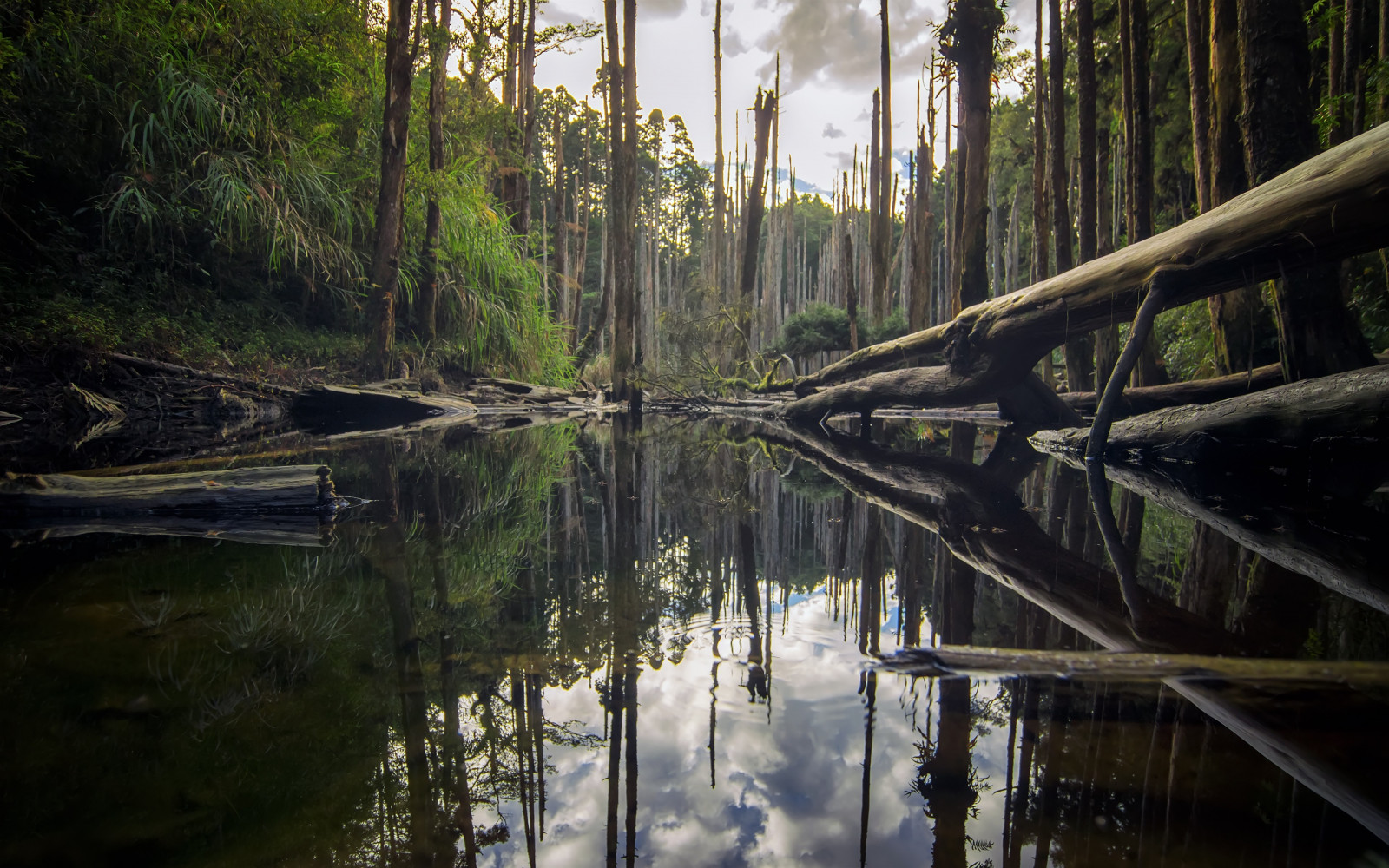 Wallpaper : reflection, waterway, nature, body of water, tree, bayou ...