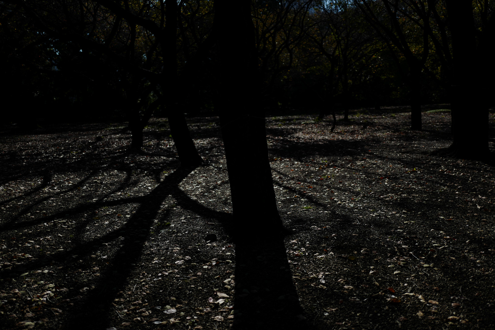 Japonsko, slunečnímu záření, les, černobílý, západ slunce, noc, Příroda, odraz, tráva, stín, zima, větev, zelená, večer, ráno, Leica, Tokio, jp, světlo, strom, podzim, list, rostlina, sezóna, tma, Shinjuku, shinjukugyoen, summilux, leicaq, summilux1728, q, 1728, zálesí, půda, místo výskytu, přírodní prostředí, atmosférický jev, dřevina