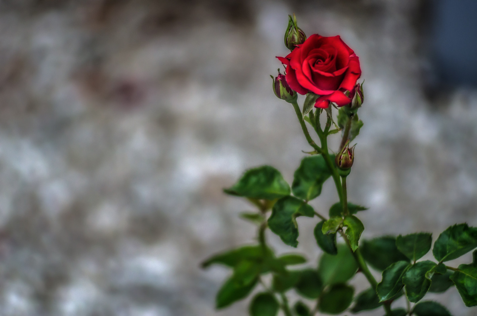 rød, grøn, aften, Rose, bokeh, lyserød, forår, blad, blomst, plante, flora, dOF, knop, roser, rojo, gr n, kronblad, rådne, desenfoque, verde, Rosen, abend, blomstrende plante, tæt på, stængelplante, haveroser, rosenfamilien, steg ordre, Anochecer, china rose, bokehextrem, desenfoqueparcial, Rosenbusk, bokehtest, alatardecer, porlatarde