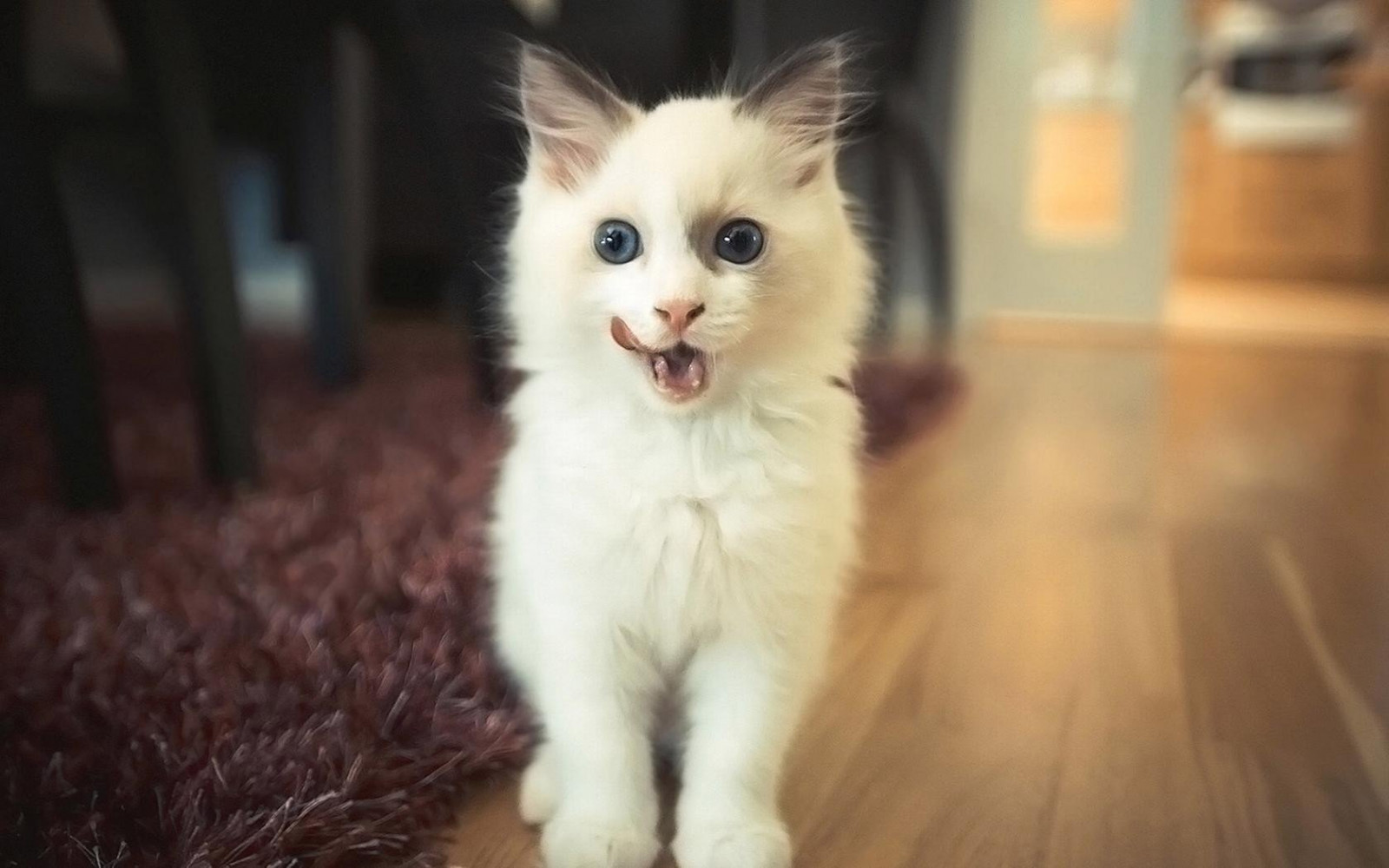 1680x1050 px, Animais, gatos