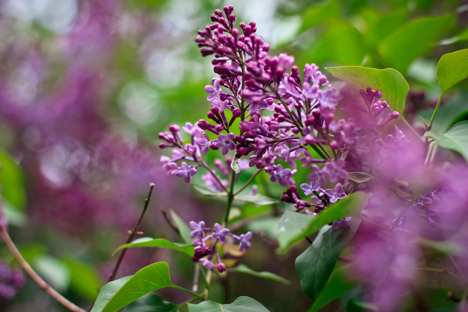 listy, květiny, Příroda, květ, bylina, šeřík, květ, rostlina, flóra, divoká rostlina, botanika, suchozemská rostlina, kvetoucí rostlina, keř