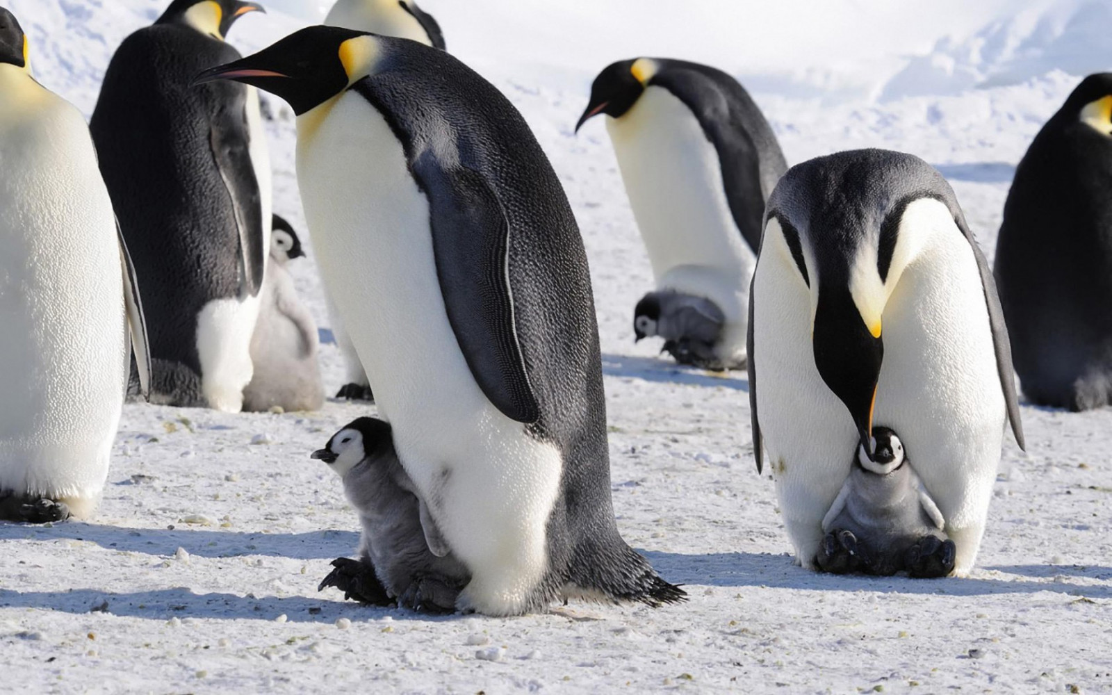 1680x1050 px, Animais, animais bebés, Pássaros, natureza, Pinguins