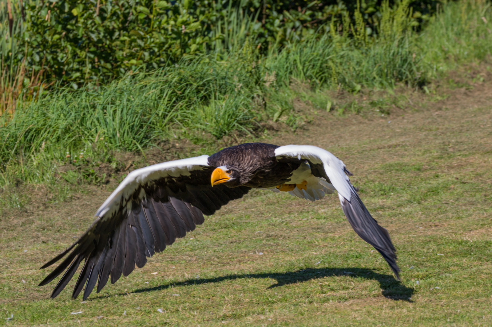 Volně žijících živočichů, dravý pták, orel, Dánsko, zobák, čáp, pták, birdofprey, Danmark, f gel, Skagen, rovf gel, eagleworld, rnreservatet, haliaeetuspelagicus, stellersseaeagle, j ttehavs rn, křídlo, fauna, obratlovců, sup, Accipitriformes, Ciconiiformes, marabu africký