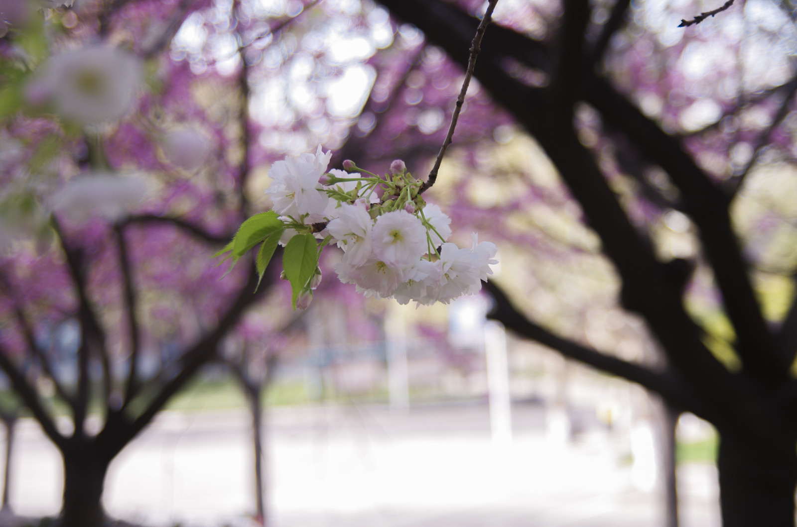 ดอกซากุระ, ฤดูใบไม้ผลิ, spring flower