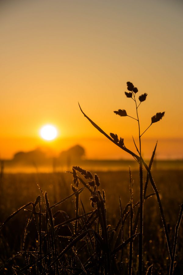 sunlight,landscape,sunset,nature,sky,grass