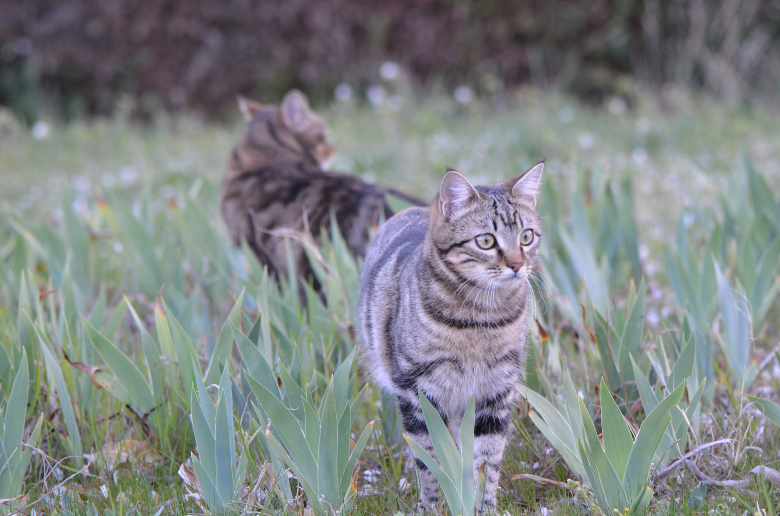 kočka, portrét, oči, Příroda, tráva, zelená, hnědý, Volně žijících živočichů, rys, divoká kočka, zvíře, barvy, vert, rys, kočky, dívej se, couleurs, moment, považovat, fauna, savec, duo, marron, obratlovců, kočka jako savci, malé až středně velké kočky, katze, povídání